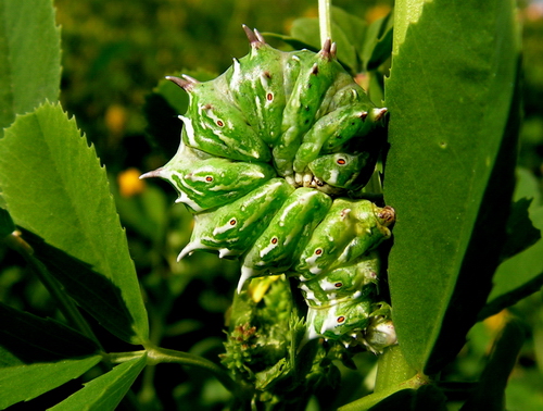 Bruco di Apochima flabellaria